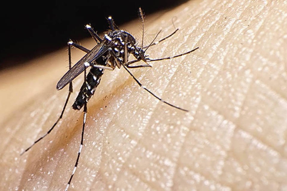 Saliva do mosquito pode aumentar severidade da dengue