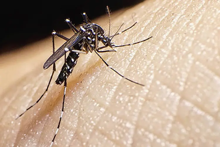 
	Mosquito Aedes aegypti: o v&iacute;rus do zika &eacute; transmitido pelo mesmo mosquito que provoca a dengue e o Chikungunya - que provocam, por exemplo, gripes e febre
 (Thinkstock/AbelBrata)