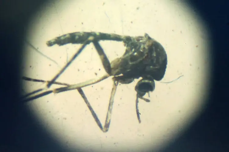 
	Aedes aegypi: a assessora t&eacute;cnica disse que esse dado tem rela&ccedil;&atilde;o com fam&iacute;lias que armazenam &aacute;gua em casa para uso di&aacute;rio
 (Mario Tama/Getty Images)