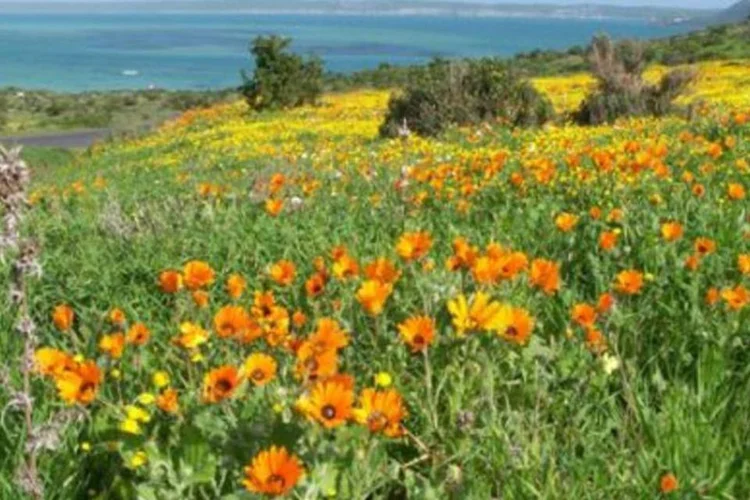 África do Sul sediará em 2011 conferência climática promovida pela ONU (.)