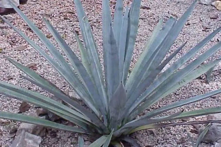 Uma agave: matéria prima para tequila e para combustível (Kurt Stüber/Wikimedia Commons)