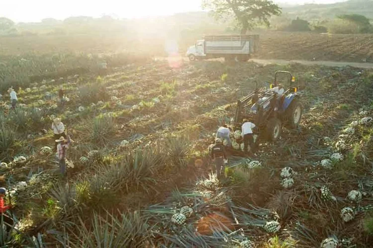 
	Planta&ccedil;&atilde;o de agave: parceria entre a Ford e a Jose Cuervo d&aacute; origem a biopl&aacute;stico feito com res&iacute;duos da produ&ccedil;&atilde;o agr&iacute;cola.
 (Divulgação/ FORD)