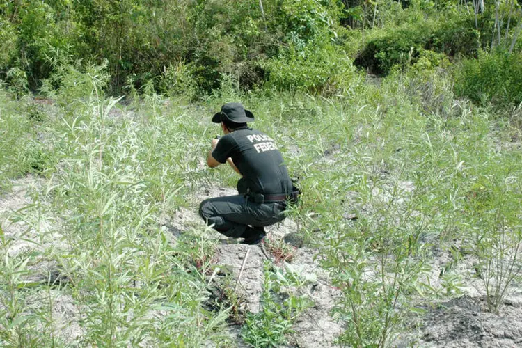 Agente da Polícia Federal durante operação para erradicação de maconha
 (Divulgação/Polícia Federal)