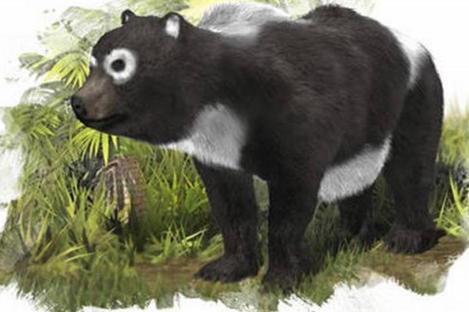 "Primo" mais antigo dos pandas viveu há 11 milhões de anos