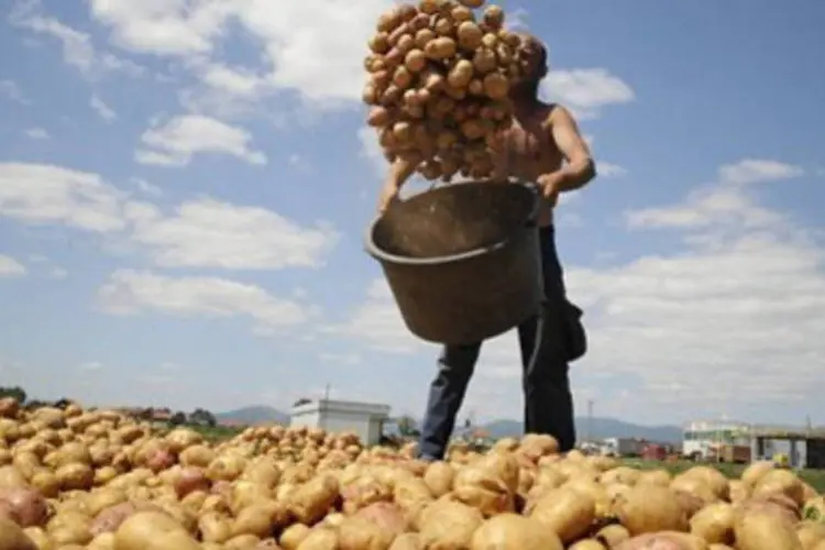Agricultor colhe batatas na Europa (Armend Nimani/AFP)