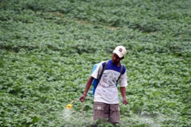Agricultor indiano em plantação na Índia: economia verde resulta em melhoria do bem-estar humano e da igualdade social (©AFP / Diptendu Dutta)