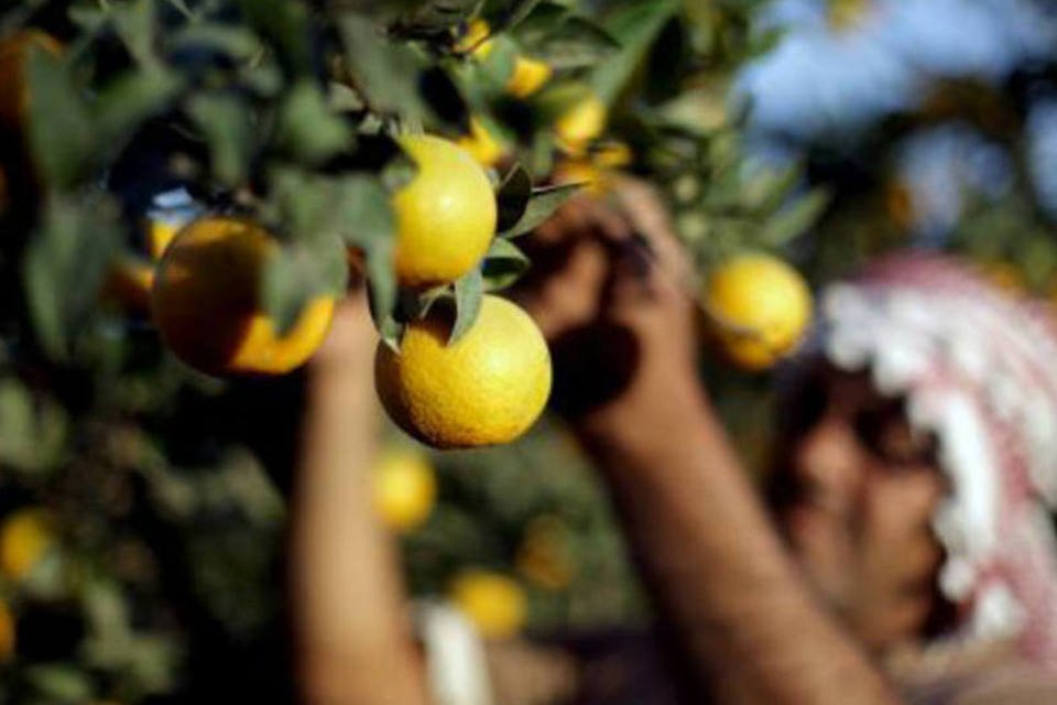 Exportações de suco de laranja fecham safra 18/19 com queda de 20%