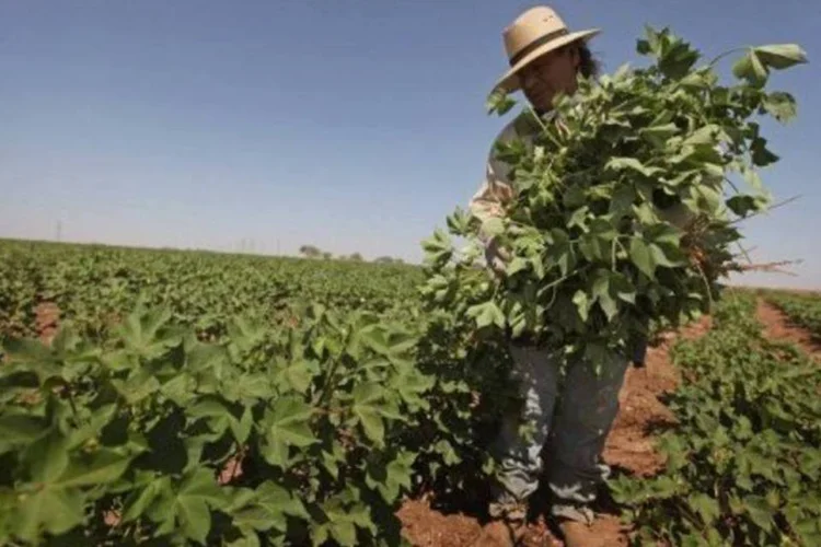 Agricultor em plantação: compra da Galvani custará 318 milhões de dólares (Scott Olson/AFP)