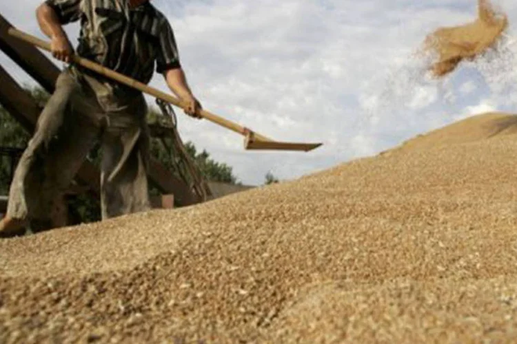 
	Fazendeiro cultiva gr&atilde;os na R&uacute;ssia: o ministro da Agricultura da Fran&ccedil;a, Stephane Le Fool, disse que haver&aacute; mais informa&ccedil;&otilde;es ao final de setembro
 (©AFP / Mikhail Mordasov)