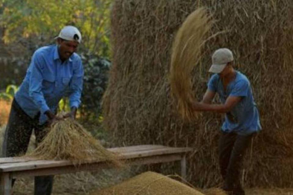 FAO denuncia degradação de 25% das terras do planeta