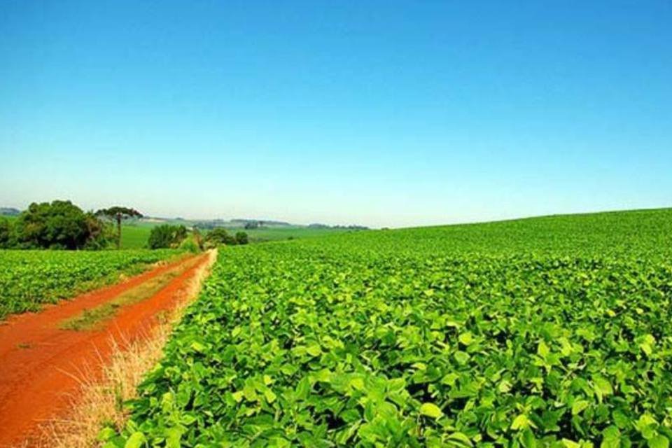 Área cultivada no Brasil cresce mais de 4%