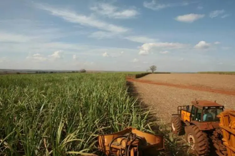 Plantação de cana de açúcar: São Paulo quer um selo verde (Kiko Ferrite/EXAME)