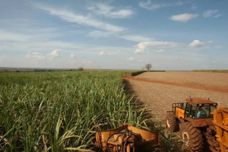 Plantação de cana-de-açúcar: o volume de cana-de-açúcar processado somente na primeira quinzena de julho somou 42,18 milhões de toneladas (Kiko Ferrite/EXAME)