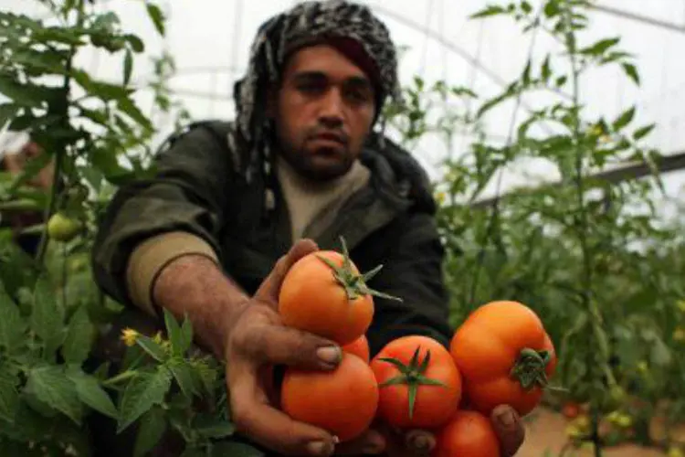 Palestino colhe tomates na cidade de Rafah: o setor agrário de Gaza, determinante para suas receitas, teve as exportações suspensas durante oito anos pelo bloqueio israelense (AFP/ Said Khatib)