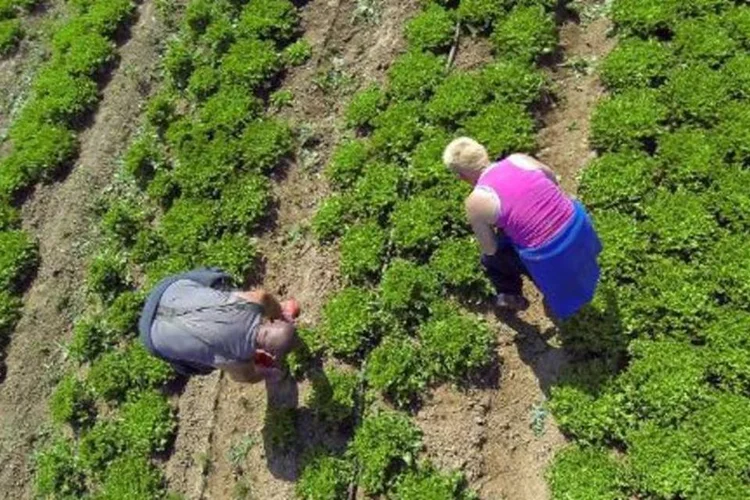 
	Agricultores em planta&ccedil;&atilde;o: o governo russo restringiu as importa&ccedil;&otilde;es de v&aacute;rios produtos agroalimentares provenientes da Uni&atilde;o Europeia, como carne, produtos l&aacute;cteos e frutas e hortali&ccedil;as
 (Philippe Huguen/AFP)