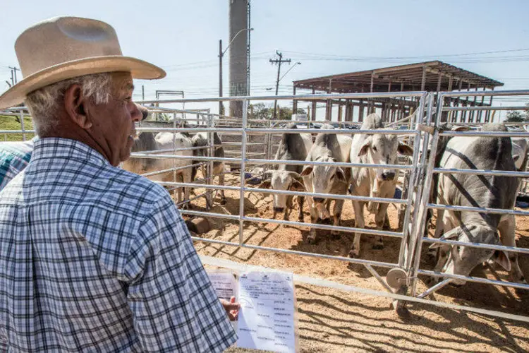 
	Dados do minist&eacute;rio indicam que no estado de S&atilde;o Paulo 68% das organiza&ccedil;&otilde;es da agricultura familiar trabalham em sistema de cooperativas
 (Eduardo Saraiva/ A2img)