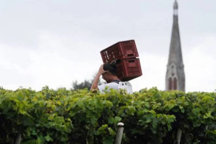 Agricultor trabalha na colheita de uvas: Lima comentou que o Brasil se encaminha para fechar o terceiro ano consecutivo como "campeão no uso de agrotóxicos" (©AFP / Jean-Pierre Muller)
