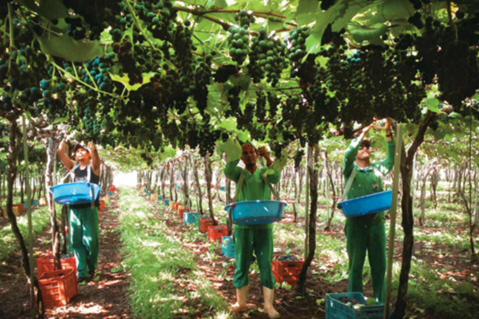 Plantação de uva em Nova Mutum, em Mato Grosso (Divulgação)