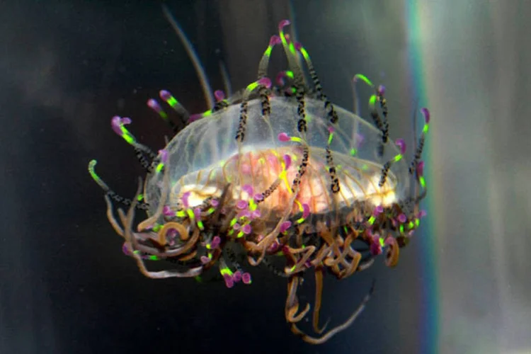 Água-viva: estudo mostra que o animal entra em estados de sono semelhantes aos humanos (Julie Larsen Maher / WCS)