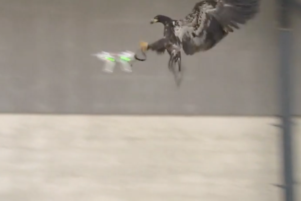 Rifle sem bala e pássaros treinados podem derrubar drones