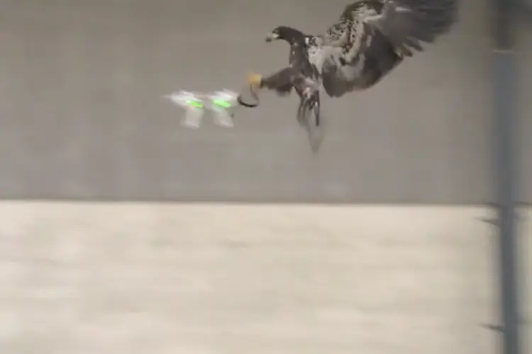 Drone: águia vê aparelho como presa e leva-o para local seguro (Reprodução/YouTube)