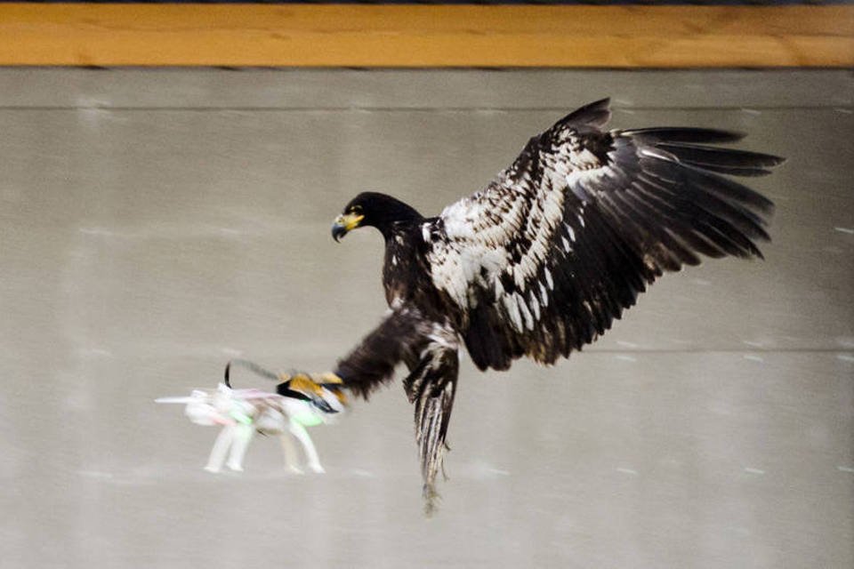 Scotland Yard avalia usar águias para interceptar drones