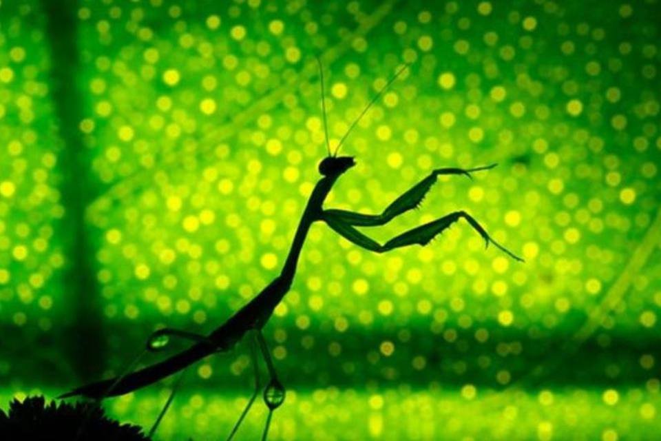 Fotógrafo cria mundo fantástico com insetos