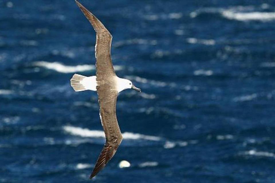 Aves marítimas apresentam contaminação por pesticidas