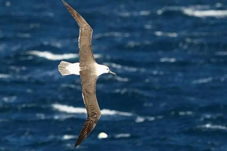 Albatroz em alto mar. Essas aves apresentam problemas de conservação (Getty Imagems/Cameron Spencer)