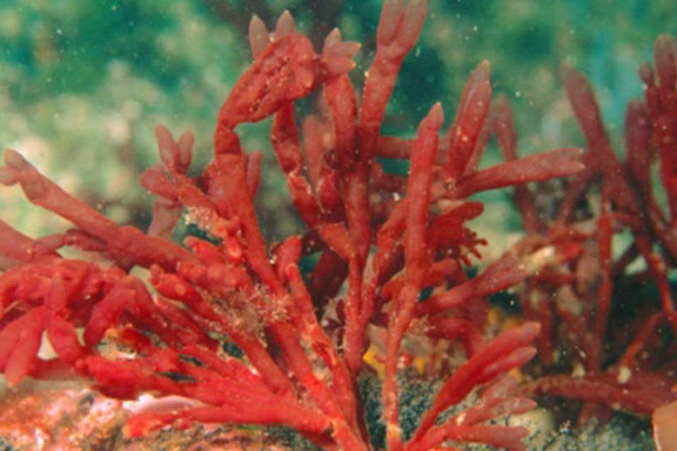 Pesquisa identifica novos táxons de algas marinhas vermelhas