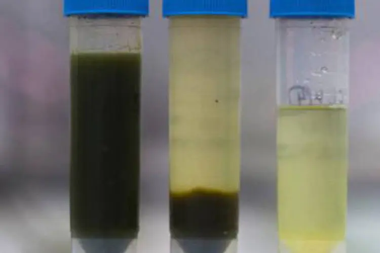Processo de sedimentação das algas feito pela See Algae Technology: Empresa quer concretizar a primeira planta no Brasil (Divulgação)