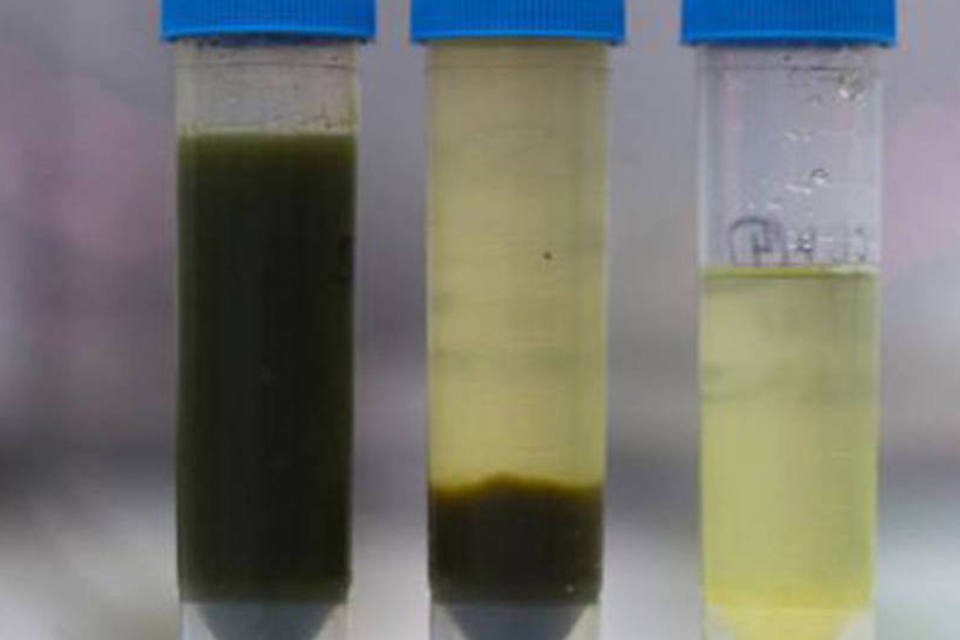 Brasil produzirá combustível a partir de algas marinhas