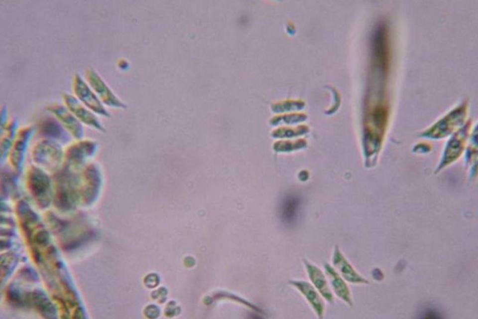 Cientistas estudam algas como fonte para biocombustíveis