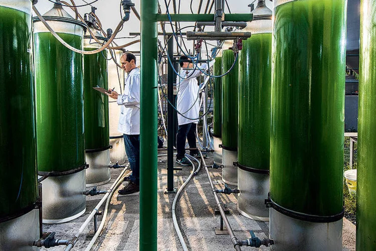 Futuro verde: a startup Algae trocou a capital paulista por Piracicaba para estar perto de clientes e da excelência acadêmica (Germano Luders/Exame)