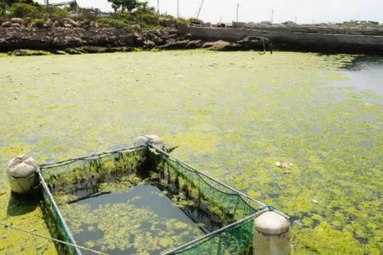 
	Algas: v&iacute;rus &eacute; conhecido por infectar algas verdes (clorof&iacute;ceas) presentes nos mares, lagos e oceanos
 (AFP)