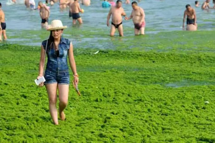 Praias na China são cobertas por um manto de algas (04.07.2013) (Getty Images)