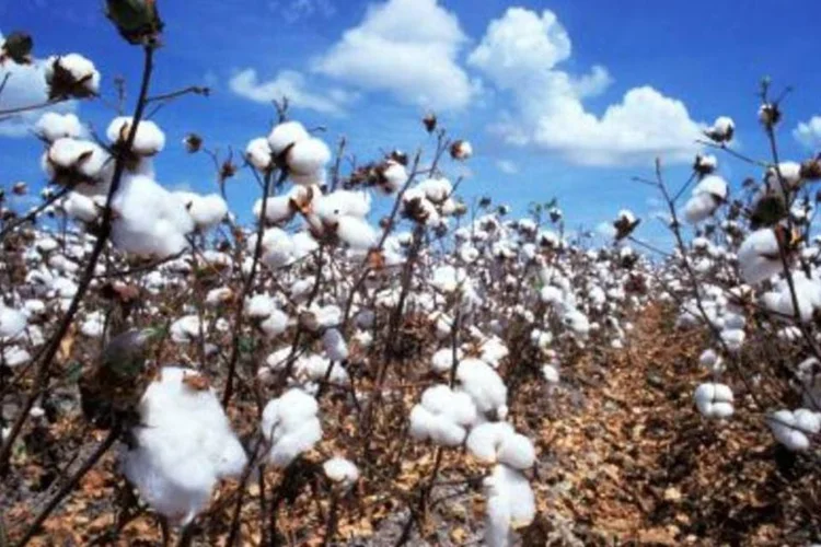 Plantação de algodão: Brasil Ecodiesel começou a diversificar áreas de atuação