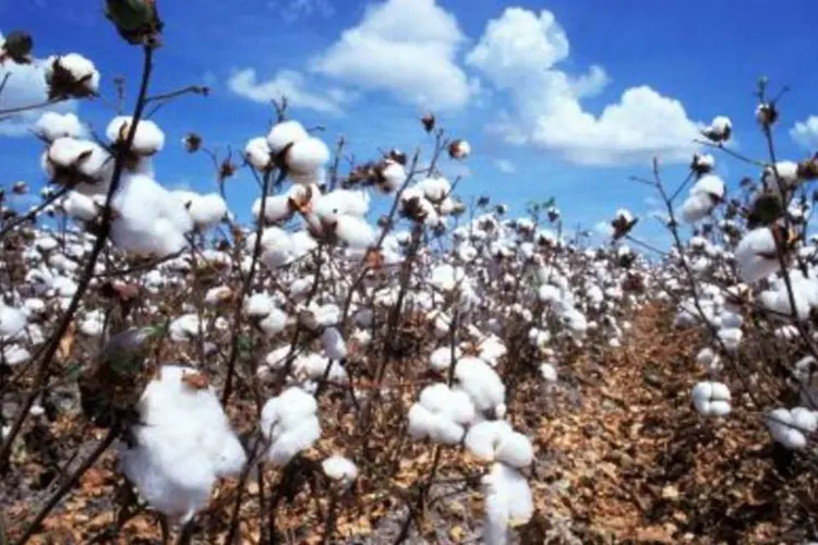 Depois de sete anos de disputa na OMC, o Brasil ganhou, em novembro, o direito de retaliar comercialmente os Estados Unidos por subsídios concedidos aos produtores norte-americanos de algodão (AFP/AFP)