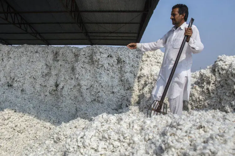 
	Trabalhador mexe em algod&atilde;o na &Iacute;ndia: excesso da oferta de algod&atilde;o piorou a pobreza na zona rural do pa&iacute;s
 (Prashanth Vishwanathan/Bloomberg)