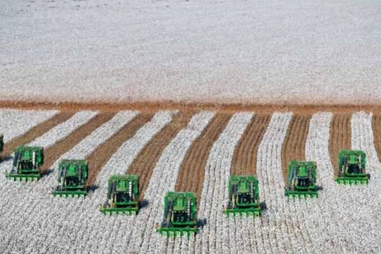 
	Colheita de Algod&atilde;o: Pepro ser&aacute; pago aos agricultores que deram os melhores lances
 (Fernando Weberich/Divulgacao)