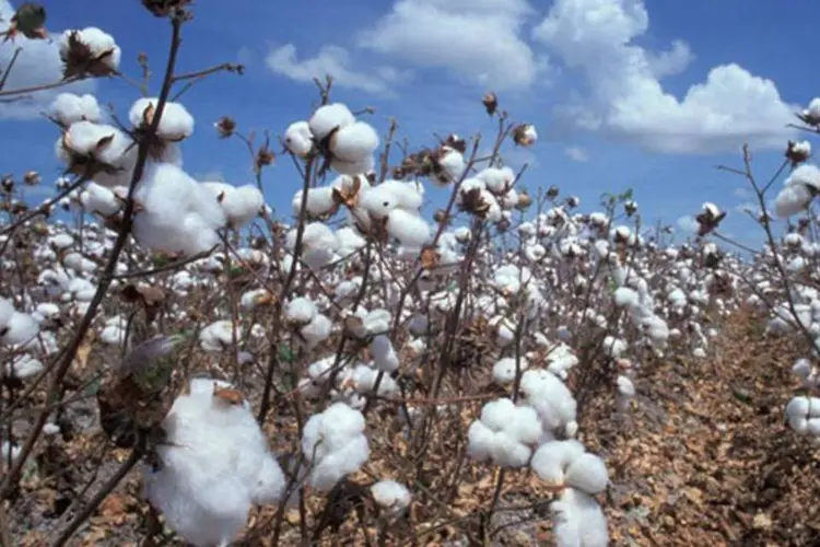 
	O algod&atilde;o &eacute; um dos produtos agr&iacute;colas, segundo a FAO, mais importantes no mundo, pois gera emprego e renda contribuindo para a seguran&ccedil;a alimentar e para a sa&uacute;de
 (Wikimedia Commons)