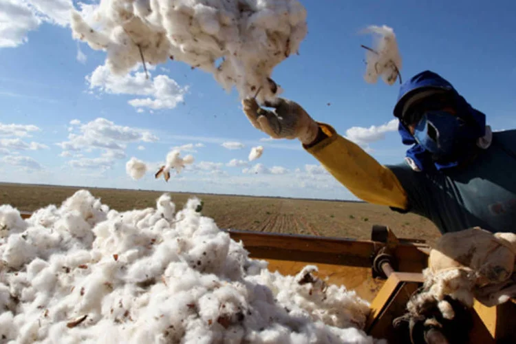 
	Para o PIB agropecu&aacute;rio no atual trimestre, jogam a favor as culturas de algod&atilde;o, feij&atilde;o primeira safra e milho segunda safra
 (Bloomberg/Bloomberg)