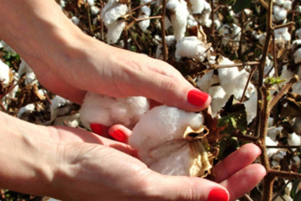 Área de algodão deve crescer 8% em 2014/15 no Brasil