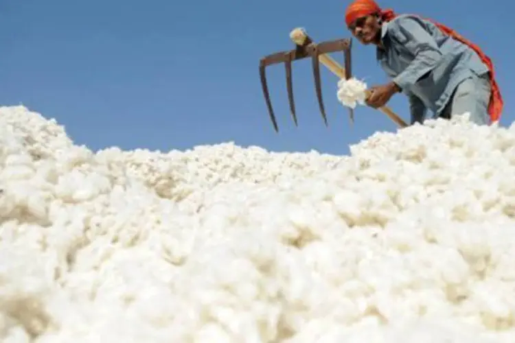 A Índia, o segundo maior produtor de algodão do mundo depois da China, anunciou na segunda de maneira surpreendente um embargo imediato das exportações do produto (Sam Panthaky/AFP)