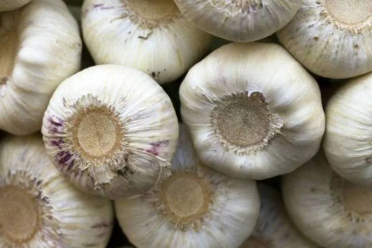 Alho é rico em zinco e selênio, antioxidantes envolvidos direta e indiretamente no funcionamento do sistema imunológico (Stock.Xchange)
