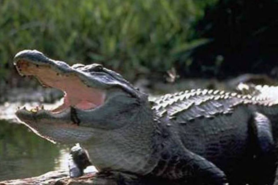 Polícia busca criança de 2 anos levada por jacaré na Disney