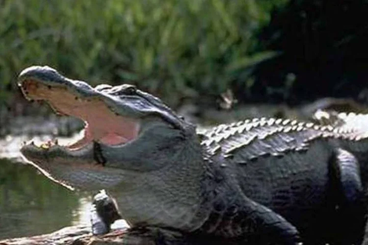 Jacaré: animal da espécie foi lançado para dentro de um restaurante Wendy's (Wikimedia Commons)
