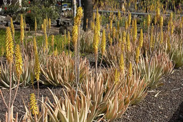 O uso da Aloe vera é regulamentado apenas como aditivo na função de aromatizantes de alimentos e bebidas, o que continua sendo permitido (Wikimedia Commons)