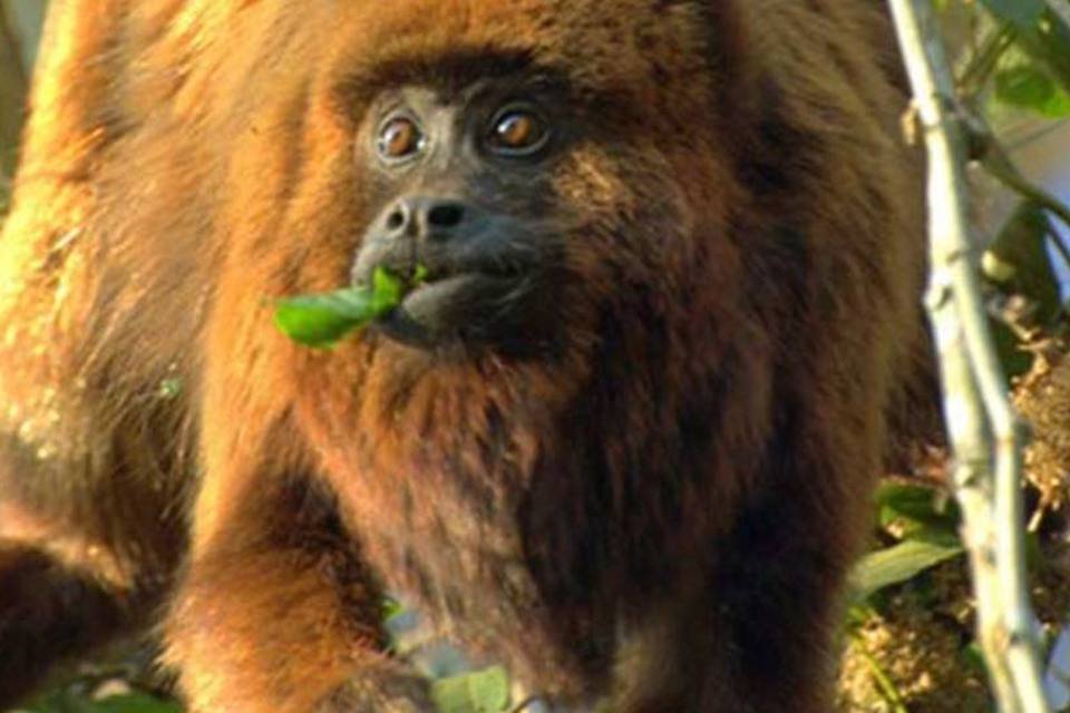 
	Atualmente, a popula&ccedil;&atilde;o do macaco bugio-marrom &eacute; estimada em menos de 250 animais
 (Wikimedia Commons)