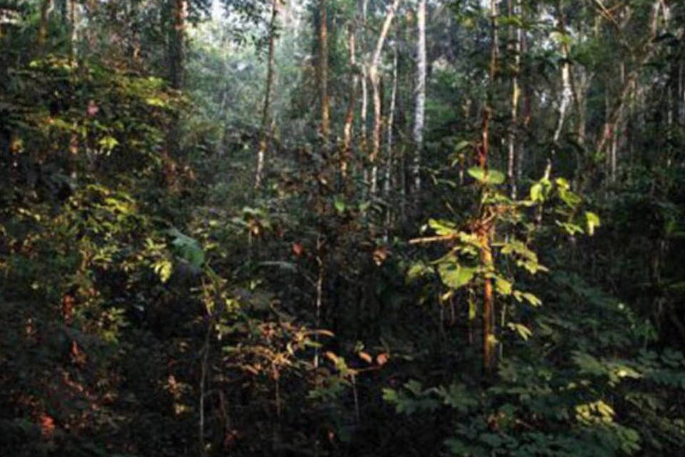 Florestas podem ajudar a criar economia verde